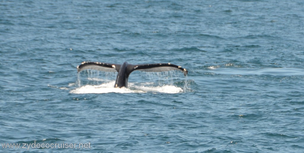 203: Island Packers, Ventura, CA, Whale Watching, Humpback whale fluke