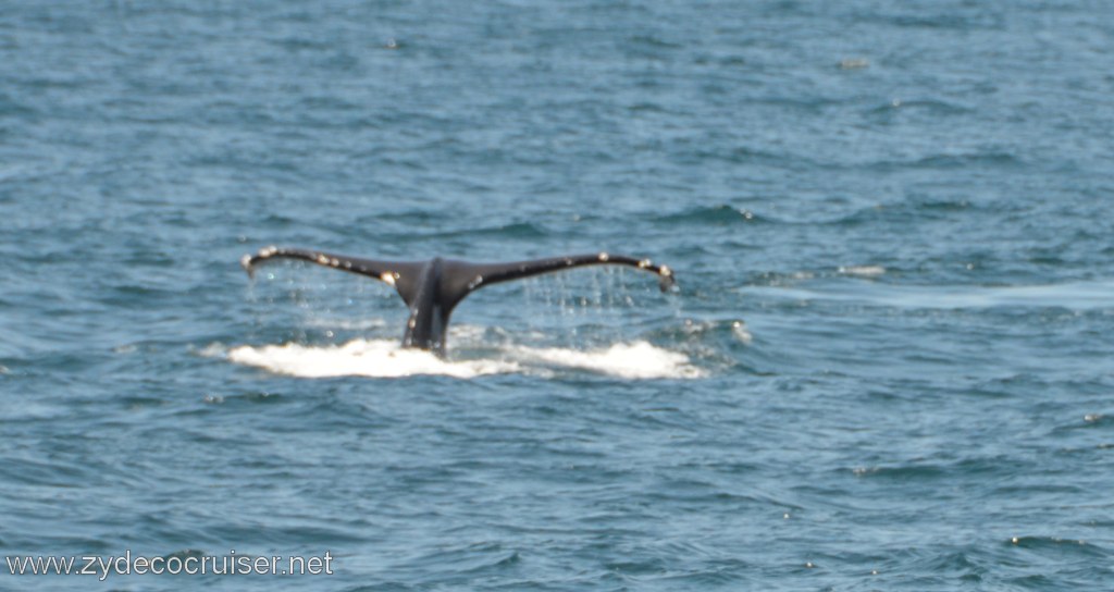 204: Island Packers, Ventura, CA, Whale Watching, Humpback whale fluke