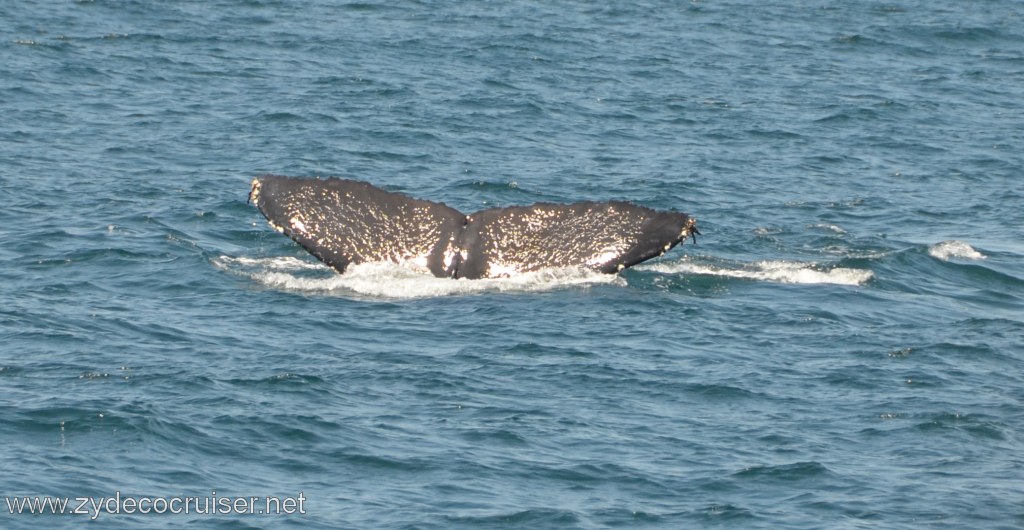 207: Island Packers, Ventura, CA, Whale Watching, Humpback whale fluke