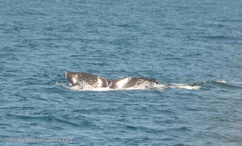 208: Island Packers, Ventura, CA, Whale Watching, Humpback whale fluke