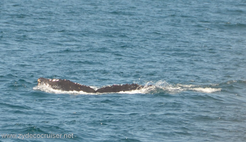 209: Island Packers, Ventura, CA, Whale Watching, Humpback whale fluke