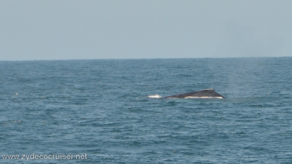210: Island Packers, Ventura, CA, Whale Watching, Humpback whale
