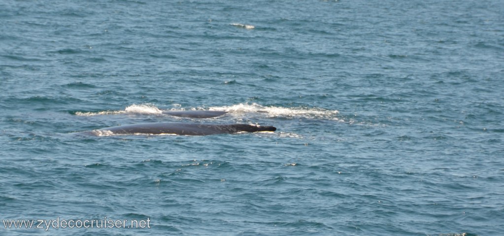 212: Island Packers, Ventura, CA, Whale Watching, Humpback whales