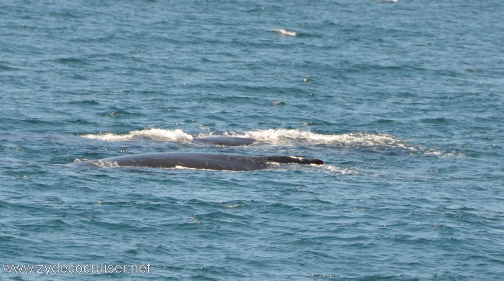 213: Island Packers, Ventura, CA, Whale Watching, Humpback whales