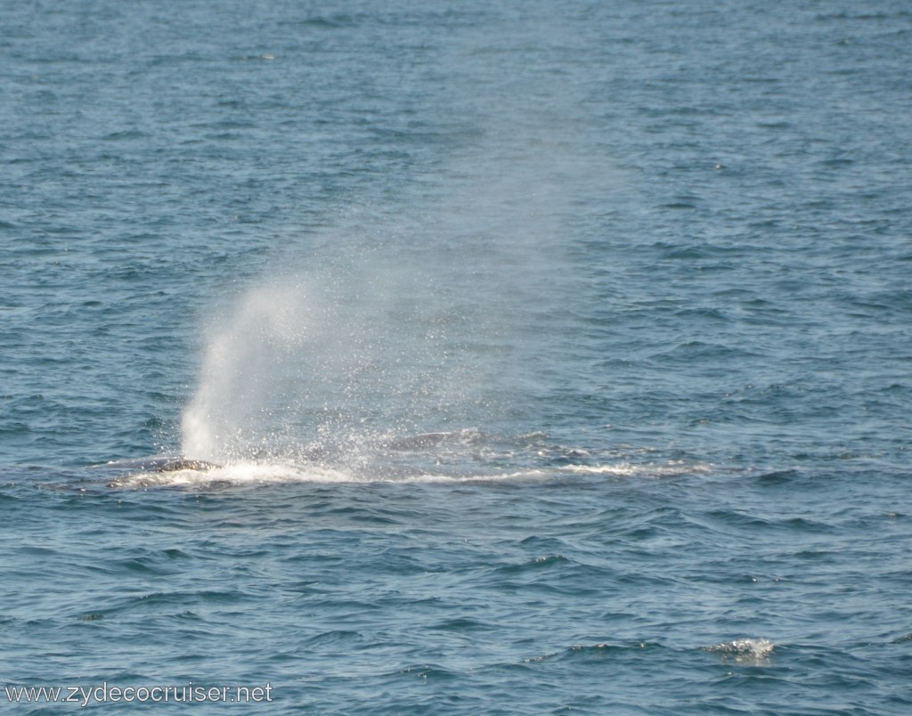 215: Island Packers, Ventura, CA, Whale Watching, Humpback whales, Spout