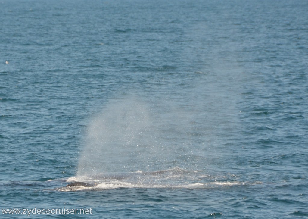 216: Island Packers, Ventura, CA, Whale Watching, Humpback whales
