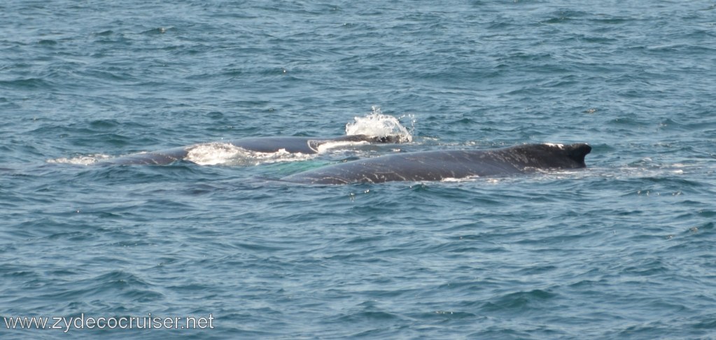 217: Island Packers, Ventura, CA, Whale Watching, Humpback whales