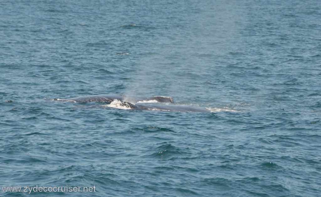 220: Island Packers, Ventura, CA, Whale Watching, Humpback whales