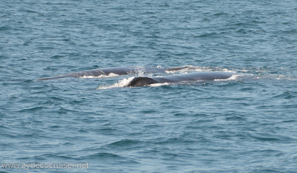 221: Island Packers, Ventura, CA, Whale Watching, Humpback whales