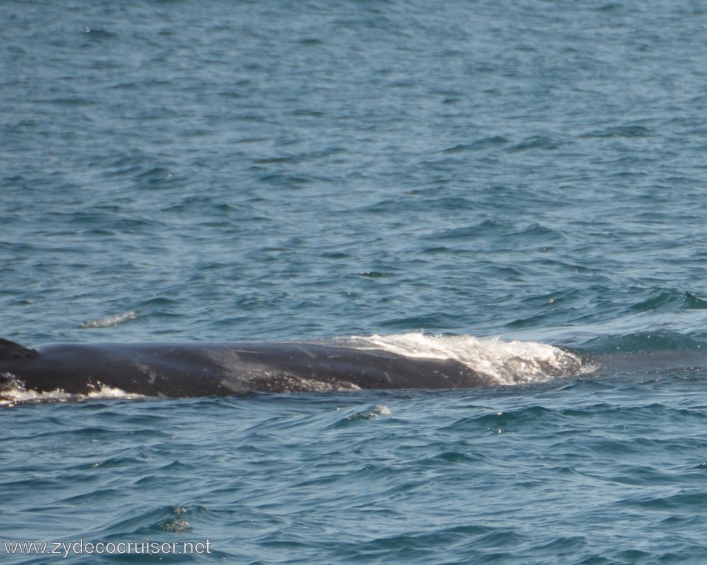 225: Island Packers, Ventura, CA, Whale Watching, Humpback whale
