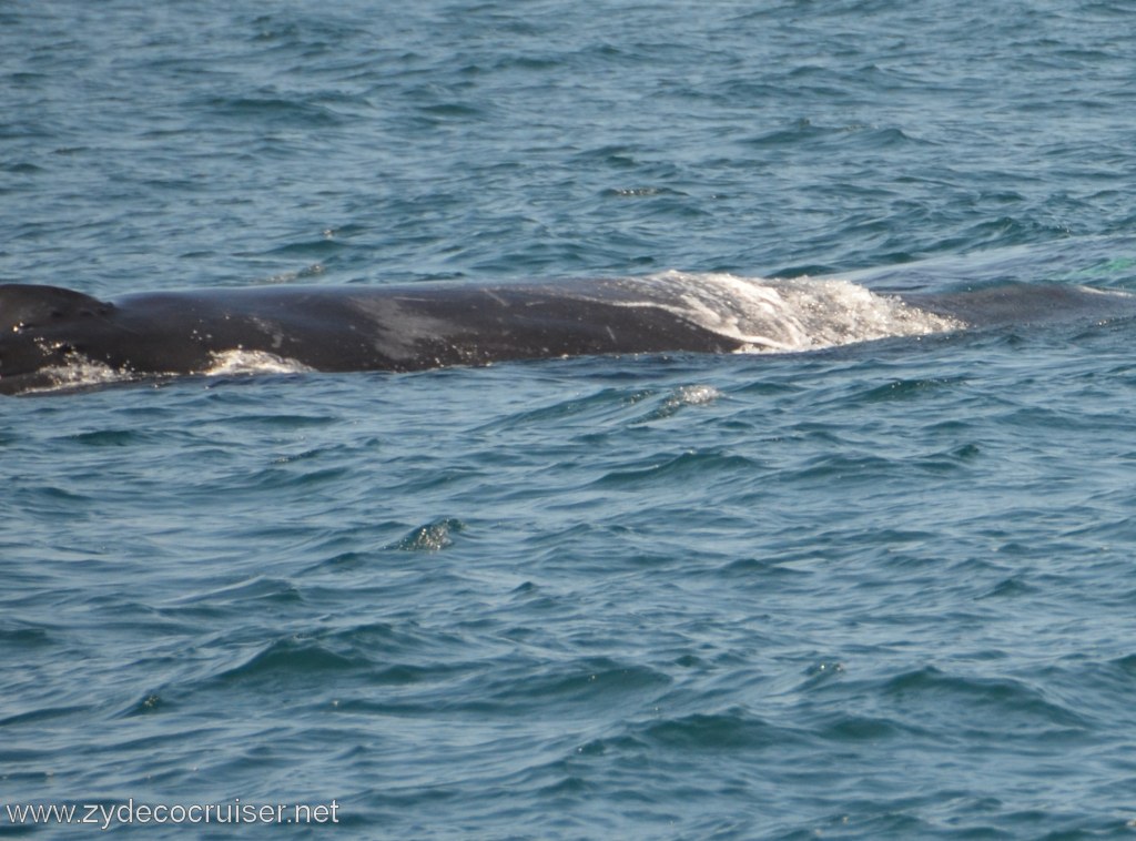 226: Island Packers, Ventura, CA, Whale Watching, Humpback whale