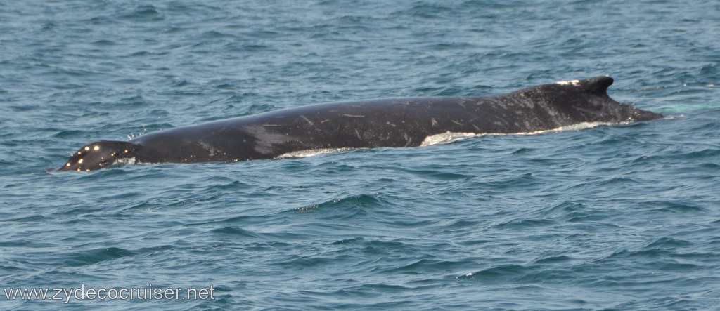 227: Island Packers, Ventura, CA, Whale Watching, Humpback whale