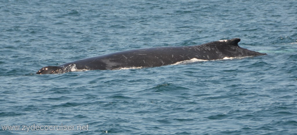 228: Island Packers, Ventura, CA, Whale Watching, Humpback whale