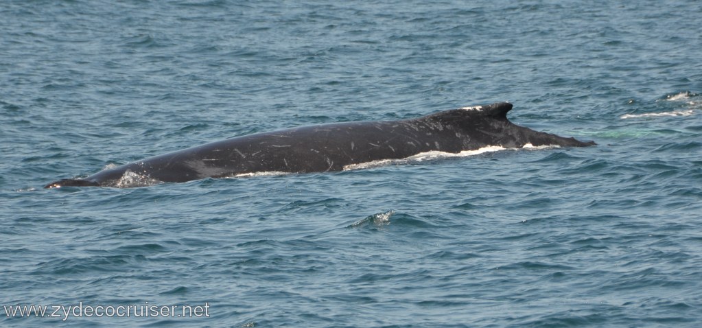 229: Island Packers, Ventura, CA, Whale Watching, Humpback whale