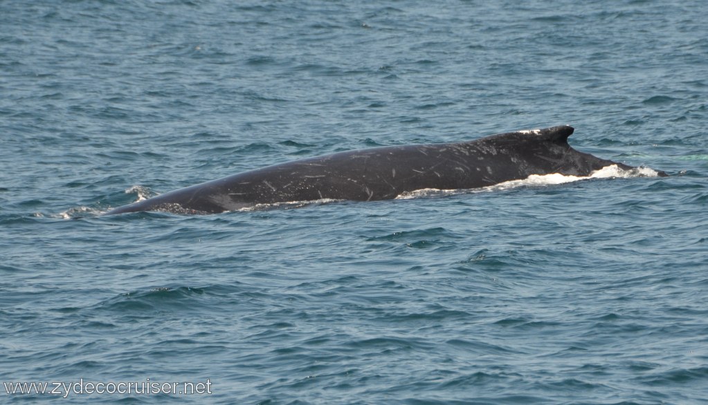 230: Island Packers, Ventura, CA, Whale Watching, Humpback whale