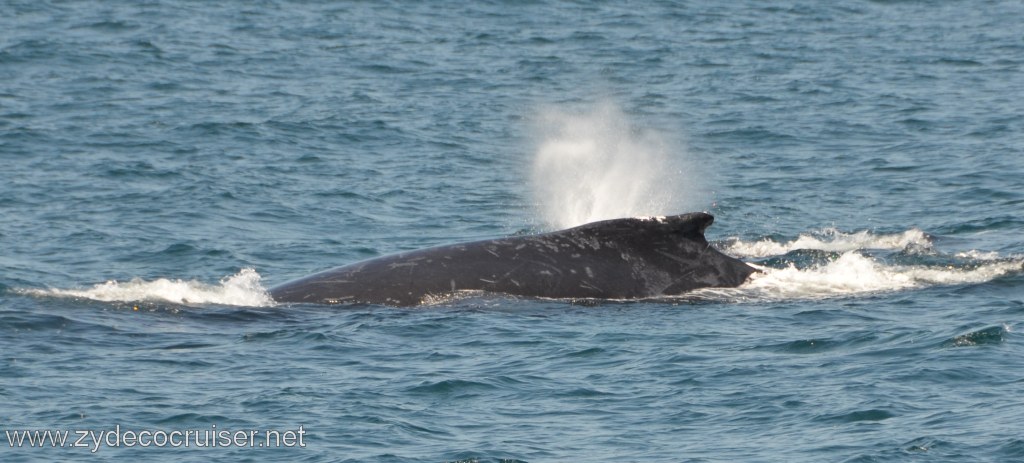 231: Island Packers, Ventura, CA, Whale Watching, Humpback whale