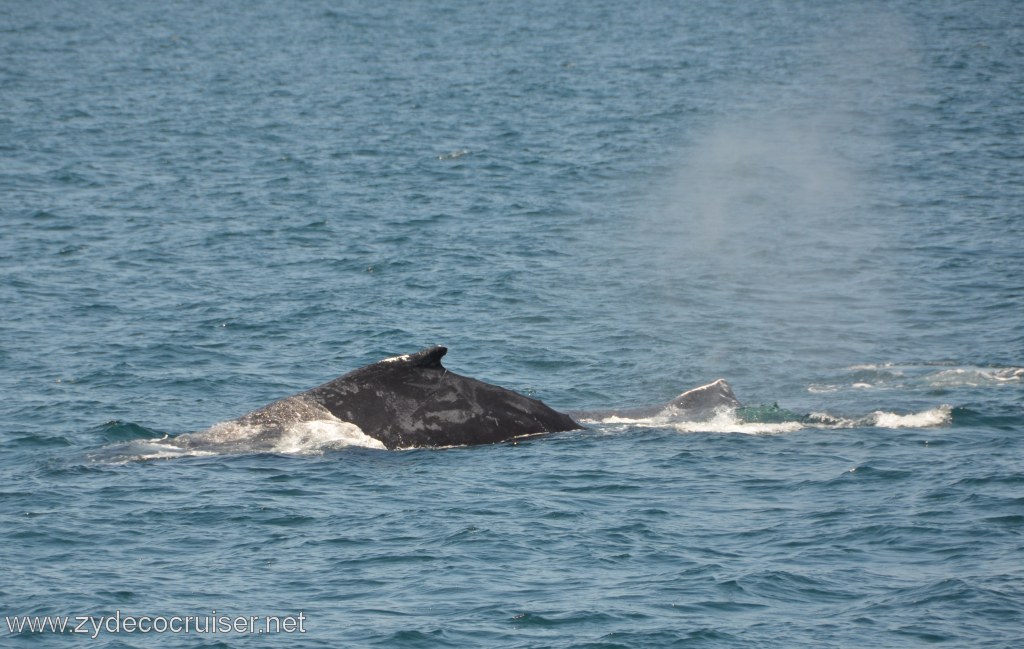 233: Island Packers, Ventura, CA, Whale Watching, Humpback whales