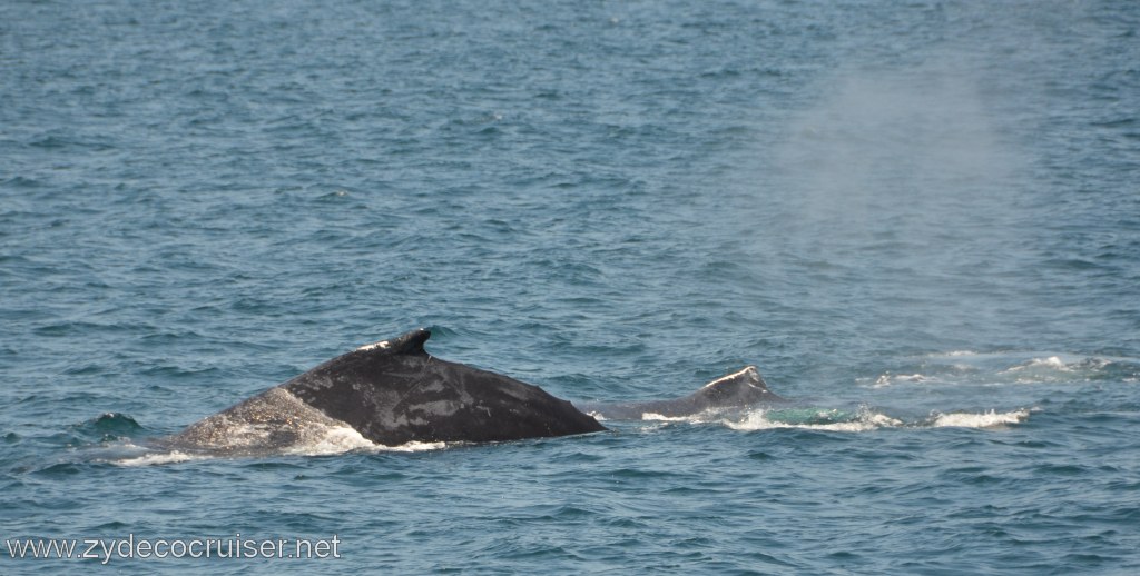 234: Island Packers, Ventura, CA, Whale Watching, Humpback whales