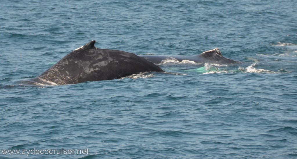235: Island Packers, Ventura, CA, Whale Watching, Humpback whales