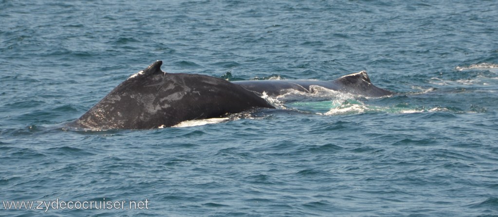 236: Island Packers, Ventura, CA, Whale Watching, Humpback whales