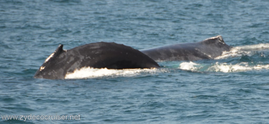 237: Island Packers, Ventura, CA, Whale Watching, Humpback whales