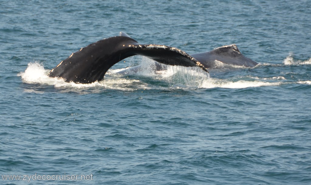 239: Island Packers, Ventura, CA, Whale Watching, Humpback whales, Fluke