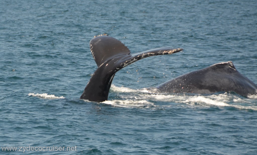 240: Island Packers, Ventura, CA, Whale Watching, Humpback whales, fluke