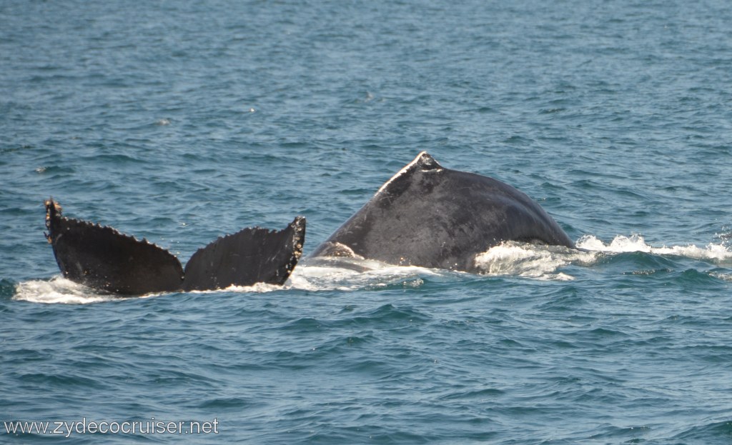 241: Island Packers, Ventura, CA, Whale Watching, Humpback Whales, Fluke