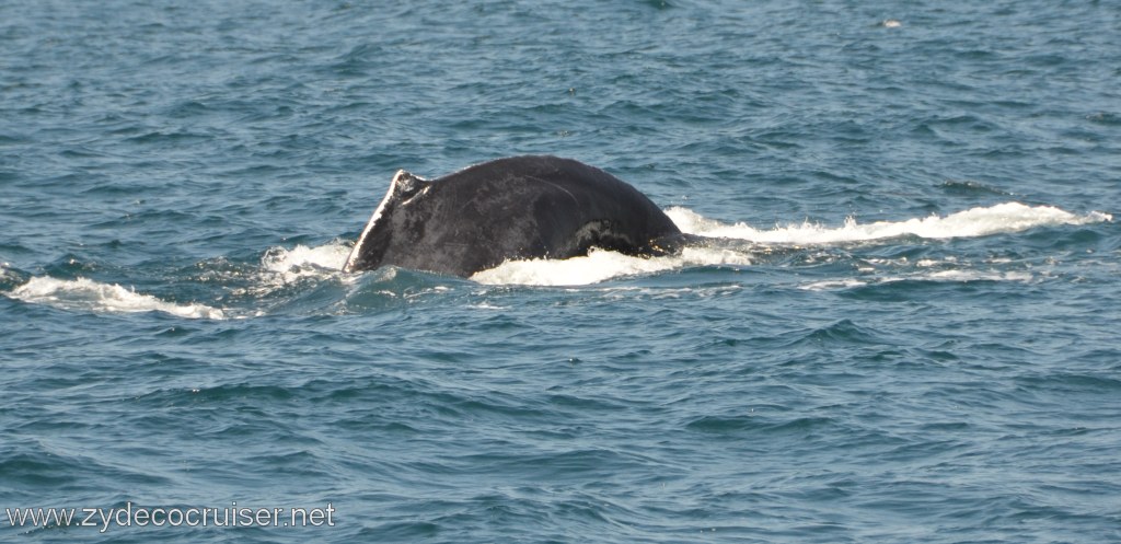 242: Island Packers, Ventura, CA, Whale Watching, Humpback Whale