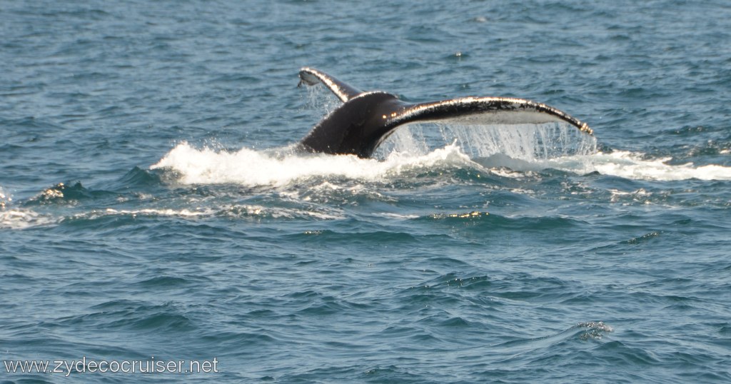 243: Island Packers, Ventura, CA, Whale Watching, Humpback Whale Fluke
