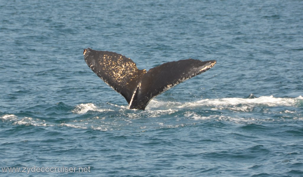 244: Island Packers, Ventura, CA, Whale Watching, Humpback Whale Fluke