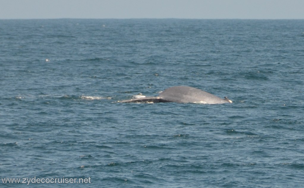 250: Island Packers, Ventura, CA, Whale Watching, Blue Whale Fluke