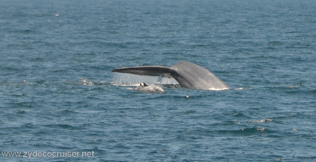 251: Island Packers, Ventura, CA, Whale Watching, Blue Whale Fluke