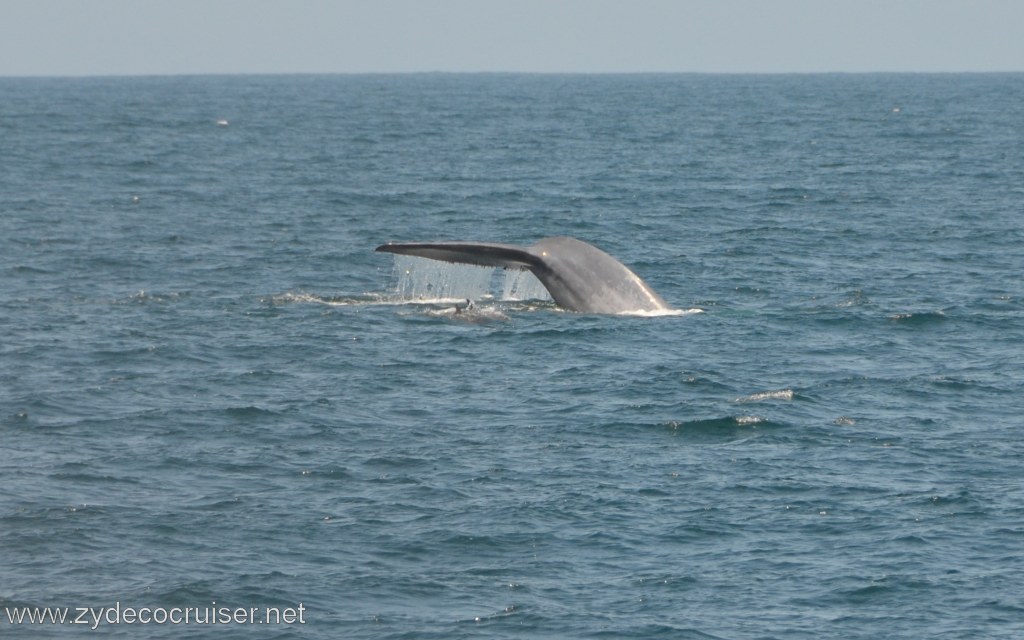 252: Island Packers, Ventura, CA, Whale Watching, Blue Whale Fluke