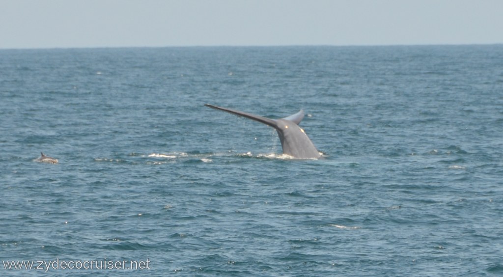 253: Island Packers, Ventura, CA, Whale Watching, Blue Whale Fluke