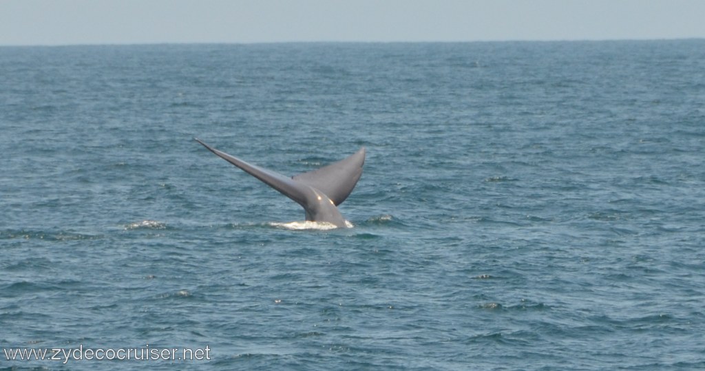 254: Island Packers, Ventura, CA, Whale Watching, Blue Whale Fluke, 
