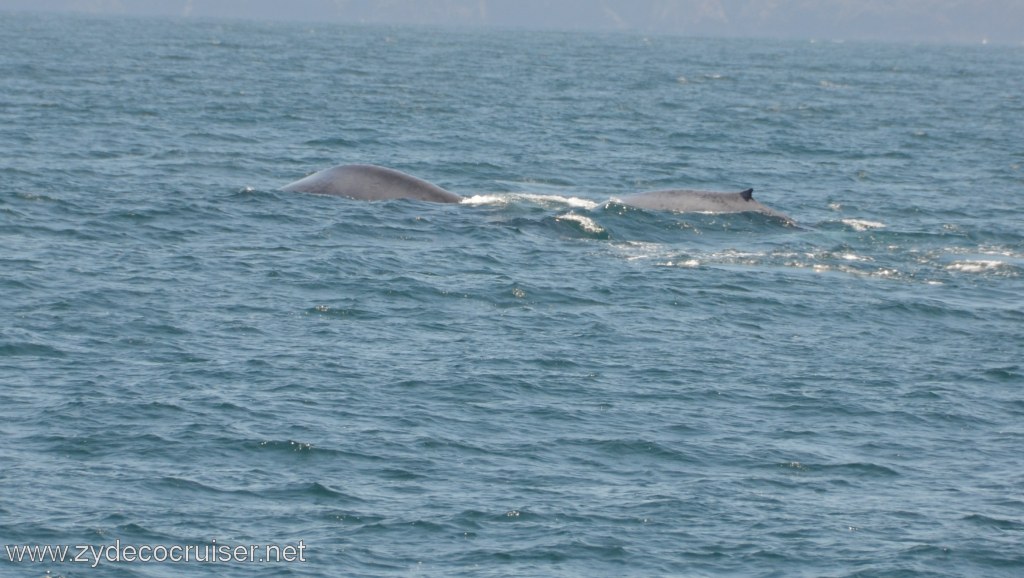 256: Island Packers, Ventura, CA, Whale Watching, 