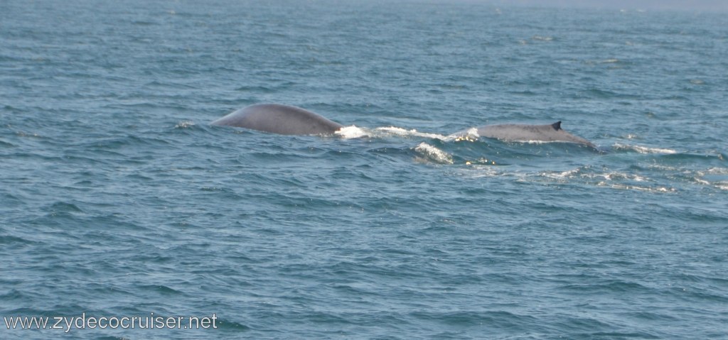 257: Island Packers, Ventura, CA, Whale Watching,  