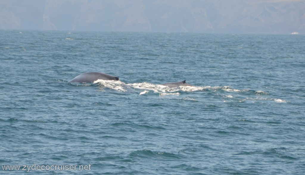 258: Island Packers, Ventura, CA, Whale Watching, 