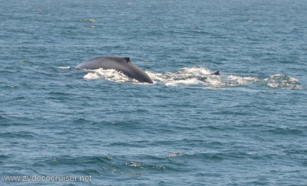259: Island Packers, Ventura, CA, Whale Watching, 