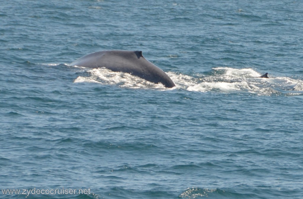 260: Island Packers, Ventura, CA, Whale Watching, 