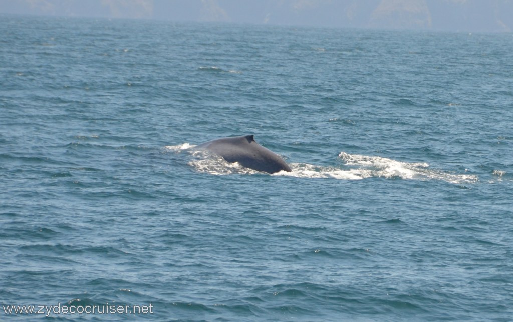 261: Island Packers, Ventura, CA, Whale Watching, 