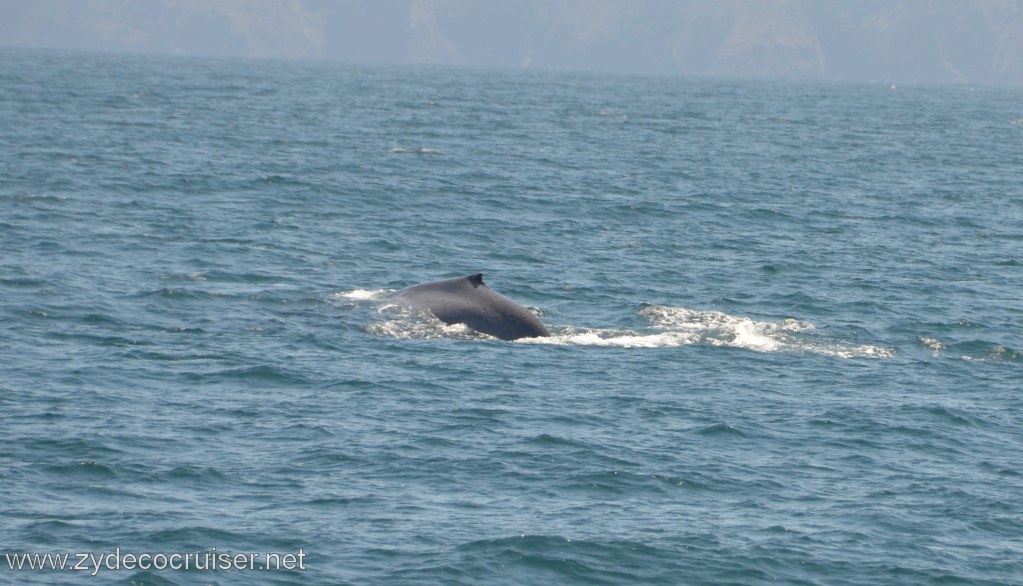 262: Island Packers, Ventura, CA, Whale Watching, 