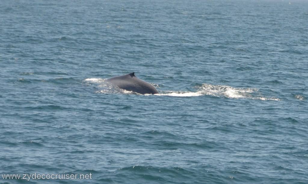 263: Island Packers, Ventura, CA, Whale Watching, 