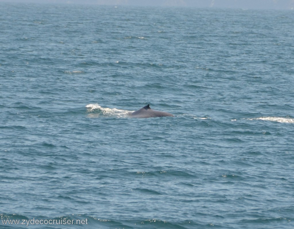 264: Island Packers, Ventura, CA, Whale Watching, 