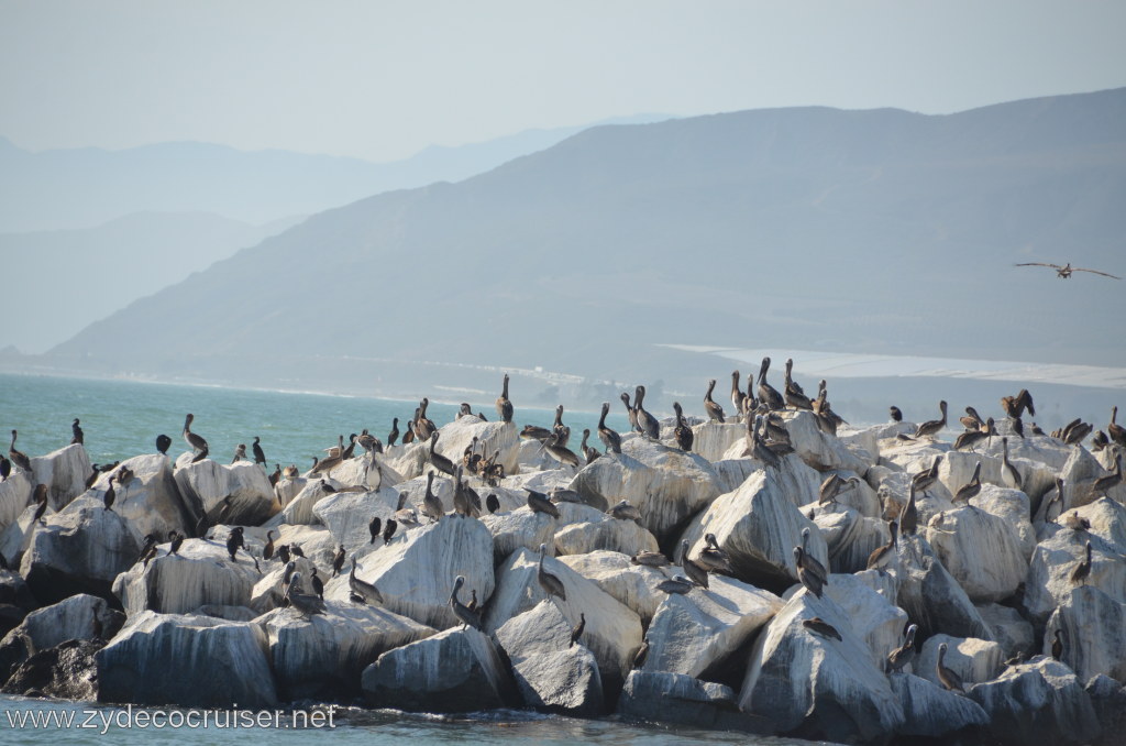 321: Island Packers, Ventura, CA, Whale Watching, Pelicans and more