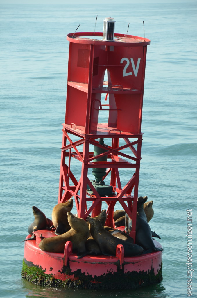 006: Island Packers, Ventura, CA, Whale Watching, Sea Lions