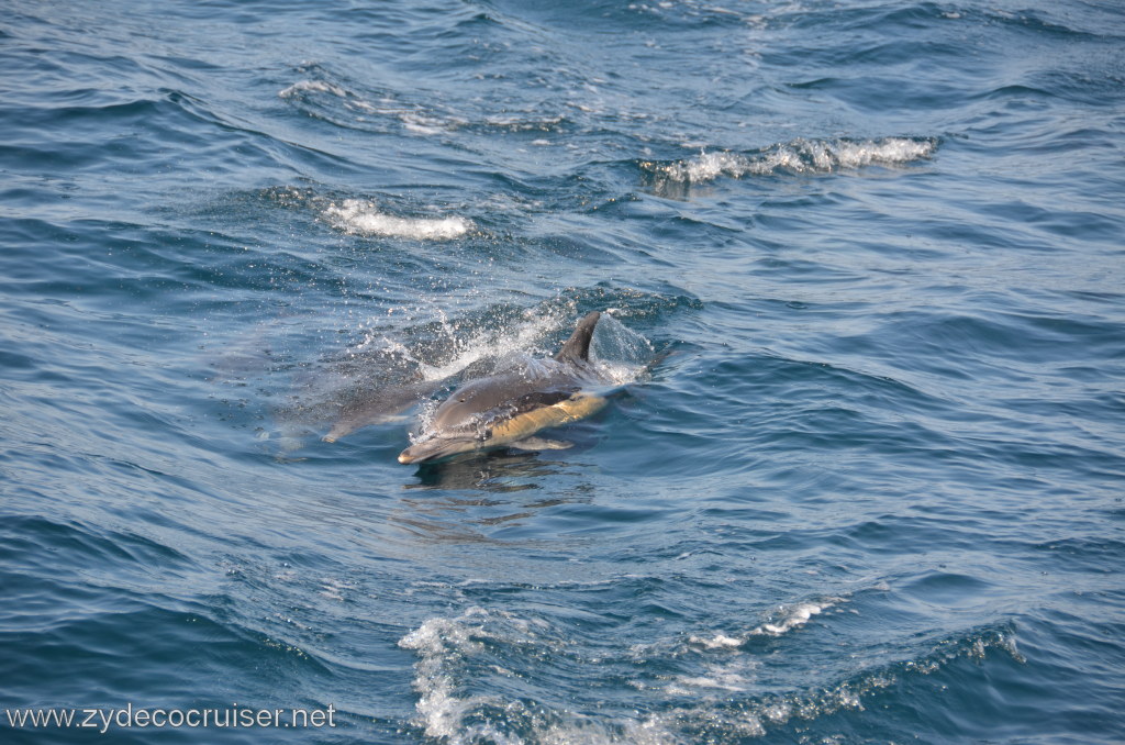 009: Island Packers, Ventura, CA, Whale Watching, Common Dolphins