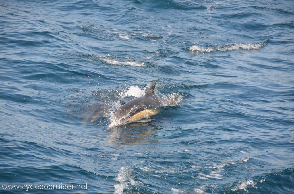 010: Island Packers, Ventura, CA, Whale Watching, Common Dolphins