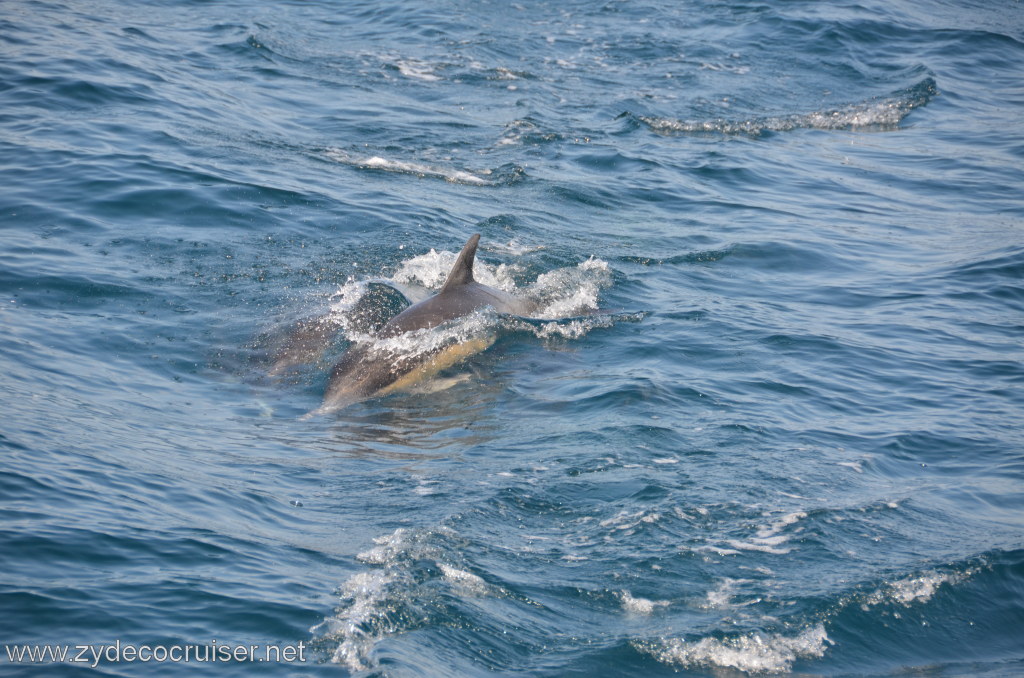011: Island Packers, Ventura, CA, Whale Watching, Common Dolphins